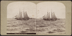 View in New York Harbor [view of a sailboat].