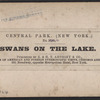 Swans on the Lake.