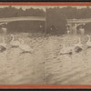 Swans on the Lake.