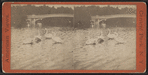 Swans on the Lake.