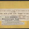 The swans on the lake.
