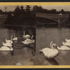 The swans on the lake.