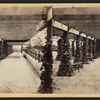 The Vine Clad Walk.