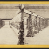 The Vine Clad Walk.
