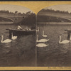 The swans on the lake.