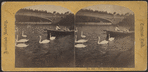 The swans on the lake.