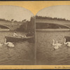 The swans on the lake.