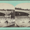 Swans on the lake.