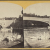Central Park, the swans.