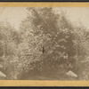 Central Park, N.Y.