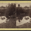 Swans on the lake.