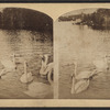 White swans.