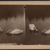 Swans on the lake, Central Park, N.Y.