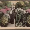 Marguerites and azaleas in richest profusion, the Conservatory, Central Park, N.Y. [Hand-colored view.]