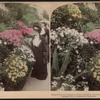 Marguerites and azaleas in richest profusion, the Conservatory, Central Park, N.Y. [Hand-colored view.]