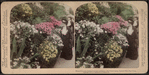 Marguerites and azaleas in richest profusion, the Conservatory, Central Park, N.Y. [Hand-colored view.]