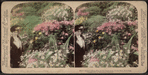 Earth's choicest gifts to man, in the Conservatory, Central Park, N.Y. [Hand-colored view.]