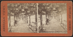 Vine clad arbor, Central Park, N.Y.