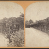 Vine clad arbor, Central Park, N.Y.
