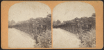 Vine clad arbor, Central Park, N.Y.