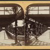 Vine arbor, Central Park.