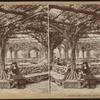 Interior rustic shelter, Central Park, New York.