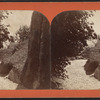 Rustic steps, Central Park.