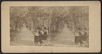 The Rambles, Central Park, New York.