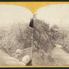 Central Park, in the Ramble.