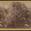 View in the Ramble, Central Park, New York City.