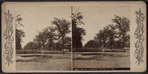 The Mall, Central Park, N.Y.