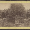 View in Central Park.