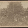 View in Central Park.