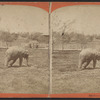 Elephant in Central Park.