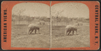 Elephant in Central Park.