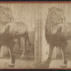 Lion in Central Park.