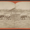 Elephants.