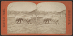 Elephants.