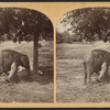 Elephant, Central Park, New York.