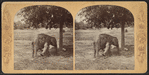 Elephant, Central Park, New York.