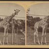 Giraffe, Central Park, New York.