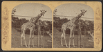 Giraffe, Central Park, New York.