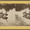 The black swans, Central Park, N.Y.