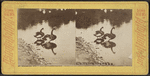 The black swans, Central Park, N.Y.