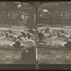 Playful as kittens - sea lions, Central Park, N.Y., U.S.A.