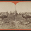 Camel in Central Park.