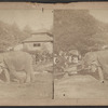 Central Park, [elephant].