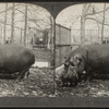 Giant hippopotamus.