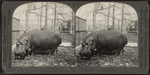 Giant hippopotamus.