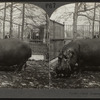 Giant hippopotamus.